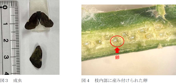 左から、図3：成虫、図4：枝内部に産み付けられた卵（提供：徳島県）