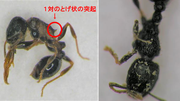 トビイロシワアリの側面 ・頭部および胸部（写真提供：岐阜県病害虫防除所）