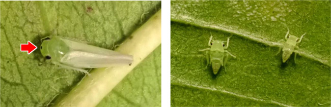 図3：モモヒメヨコバイ成虫（矢印：頭頂部の黒点）、図4：モモヒメヨコバイ幼虫