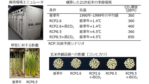 「栽培環境エミュレータ」を用いた21世紀末の季節環境が水稲生育に与える影響の予測