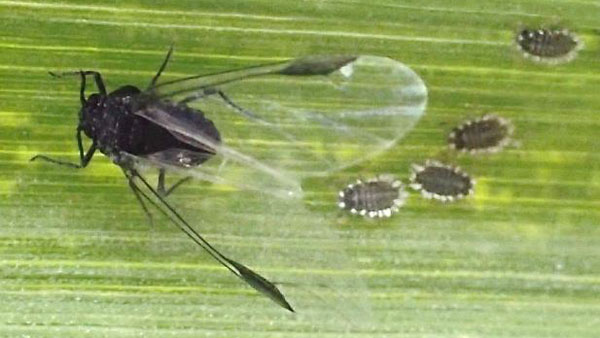 図6：成虫（有翅虫）と幼虫（写真提供：沖縄県病害虫防除技術センター）