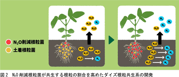 図2：N2O削減根粒菌が共生する根粒の割合を高めたダイズ根粒共生系の開発