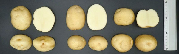 図1：塊茎（いも）の外観。左：トヨシロ、中央：しんせい、右：スノーデン