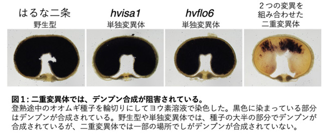 種子中に糖類を高蓄積するオオムギを発見　岡山大学