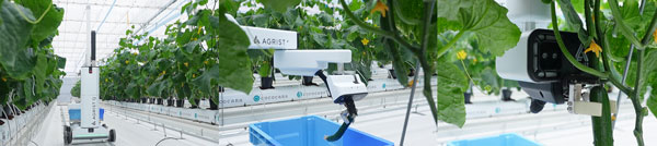 今回リモート操作したキュウリ収穫ロボットQ