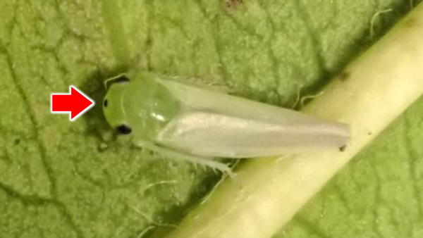 【特殊報】ハナモモ、モモ、ウメ等にモモヒメヨコバイ　県内で初めて確認　静岡県