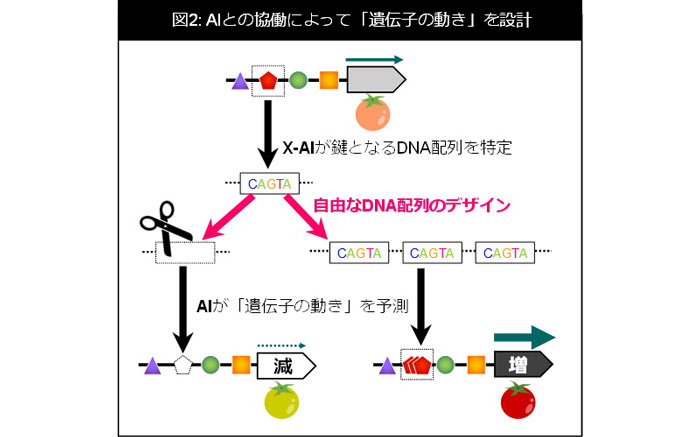 AIとの協議によって「遺伝子の動き」を設計