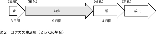図2：コナガの生活環（25℃の場合）