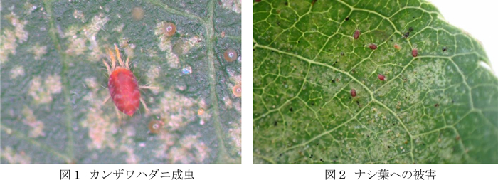 図1：カンザワハダニ成虫と図2：ナシ葉への被害（提供：鳥取県病害虫防除所）