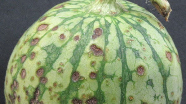 スイカ果実の病斑（写真提供：和歌山県農作物病害虫防除所）