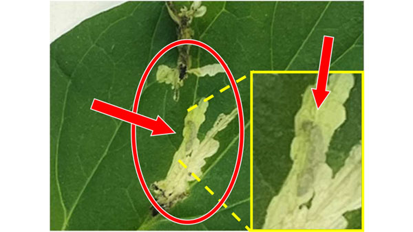 写真1：トマトの葉の食害痕及び幼虫。〇内は幼虫の食害痕、矢印は葉に潜った幼虫（提供：群馬県農業技術センター）