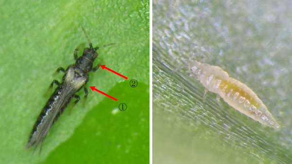 モトジロアザミウマ成虫（矢印1：前翅の付け根の灰白色） （矢印2：頭部と胸部の節間の赤み） モトジロアザミウマ2齢幼虫（写真提供：岐阜県病害虫防除所）