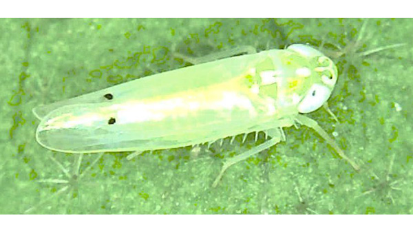 【特殊報】ナスにフタテンミドリヒメヨコバイ　県内で初めて確認　福岡県.jpg