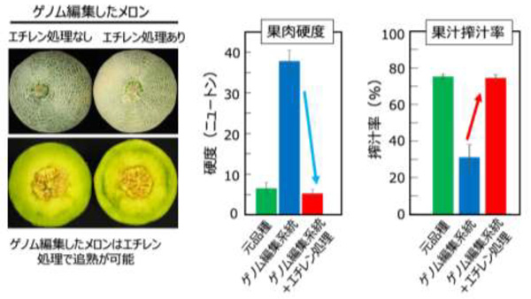 図2：ゲノム編集メロンはエチレン処理により追熟させ、食べ頃にすることが可能