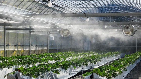 図2：夕陽ヶ丘いちご園ハウス内を細霧装置で加湿している様子