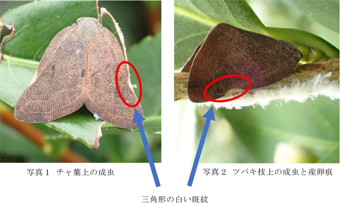 左から、写真1：チャ葉上の成虫、写真2：ツバキ枝上の成虫と産卵痕（提供：京都府病害虫防除所）