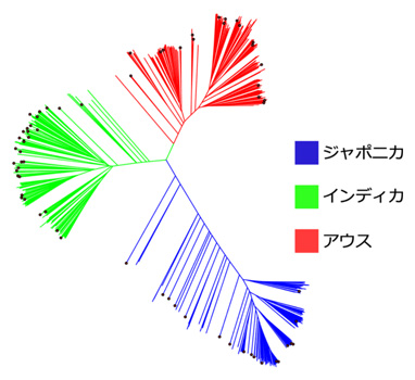 図1：取得したゲノム配列情報を基にNRCの623系統の各系統のゲノム配列情報を表示した無根分子系統樹。距離が近い系統ほど、類似したゲノムを保持していることを示す