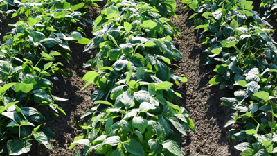 【注意報】ダイズ、野菜類、花き類にハスモンヨトウ　県内全域で多発のおそれ　愛知県