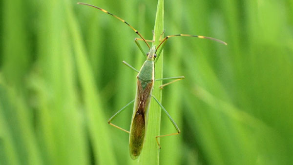 クモヘリカメムシ成虫（体長約16ミリ）（写真提供：富山県農林水産総合技術センター農業研究所）