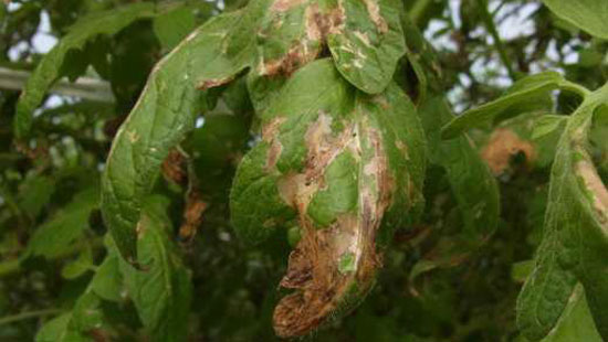トマトキバガ幼虫による食害（葉）（写真提供：熊本県病害虫防除所）