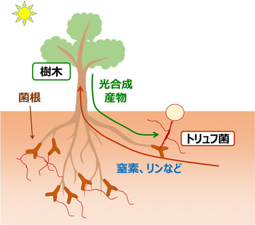 菌根菌の増殖様式