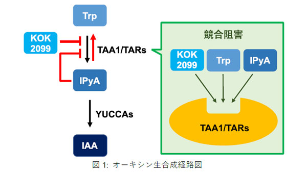 オーキシン生合成経路図