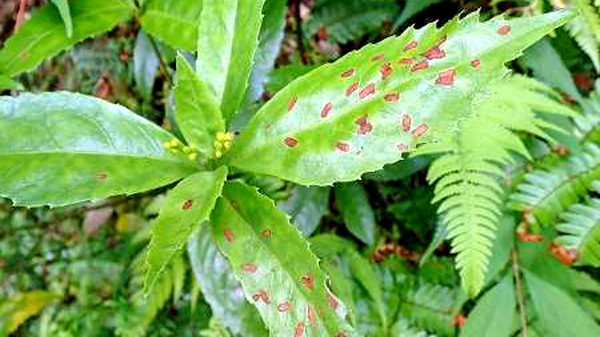センリョウ天葉の食害痕（写真提供：愛知県病害虫防除室）