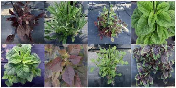 世界蔬菜センターで栽培されているヒユナ遺伝資源の一例。葉の色、形状、背丈など、多様な表現型を示す