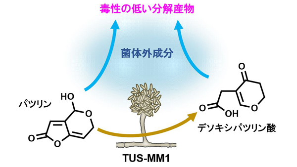 図1：Acremonium sp. TUS-MM1株によるパツリンの分解