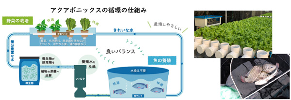 アクアポニックスの循環の仕組み