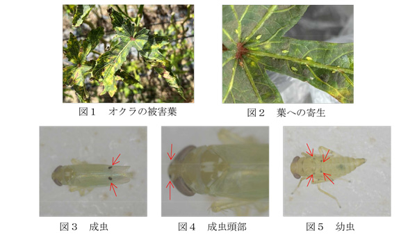 （各写真提供：宮崎県病害虫防除・肥料検査センター）