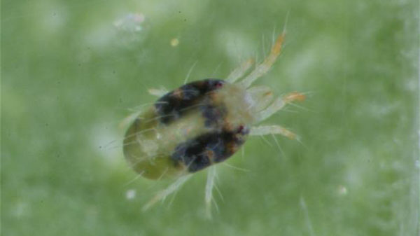【注意報】りんご、なし、ももでナミハダニ　発生急増で多発のおそれ　長野県
