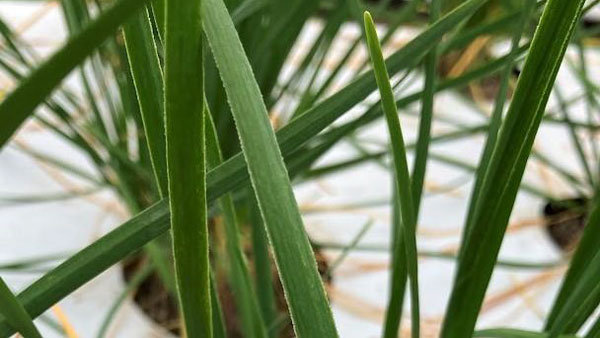 写真1：葉縁部の症状（写真提供：高知県病害虫防除所）