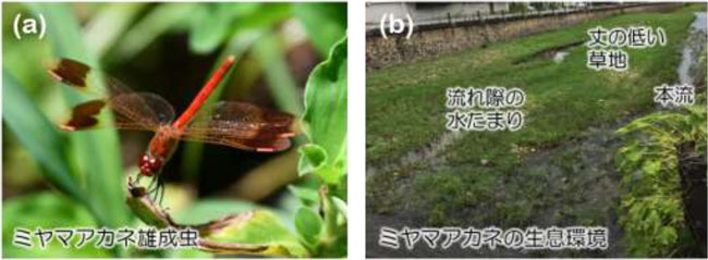 ミヤマアカネの雄成虫（a）とミヤマアカネの生息環境（b）