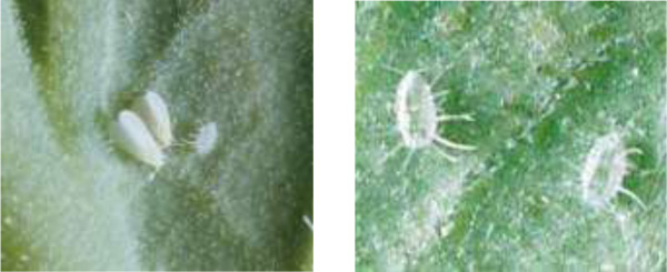 左から、図6：オンシツコナジラミ成虫（体長1mm 程度）、図7：オンシツコナジラミ幼虫（体長0.8～1mm 程度）（提供：大阪府植物防疫協会）