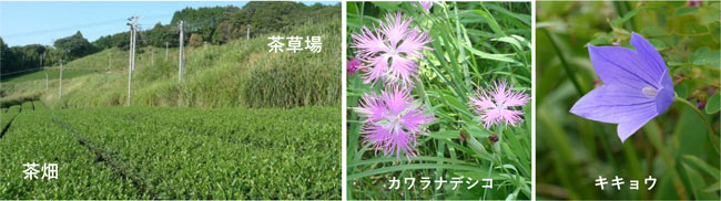 展示写真の茶畑と隣接する草地（茶草場）・茶草場の植物