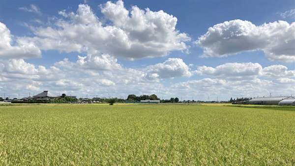 BASF、NEWGREEN、ヤマタネ　戦略的提携の協議を開始