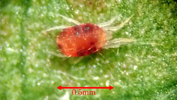 カンザワハダニ雌成虫 （写真提供：茶業研究センター）