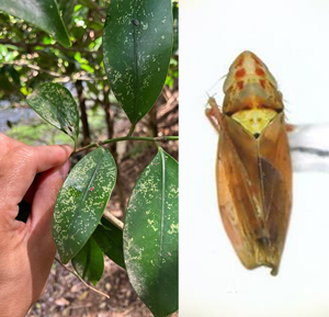 かすり状の白い斑点（左）、 サカキブチヒメヨコバイが多発した葉の雌成虫（写真提供：福岡県病害虫防除所）