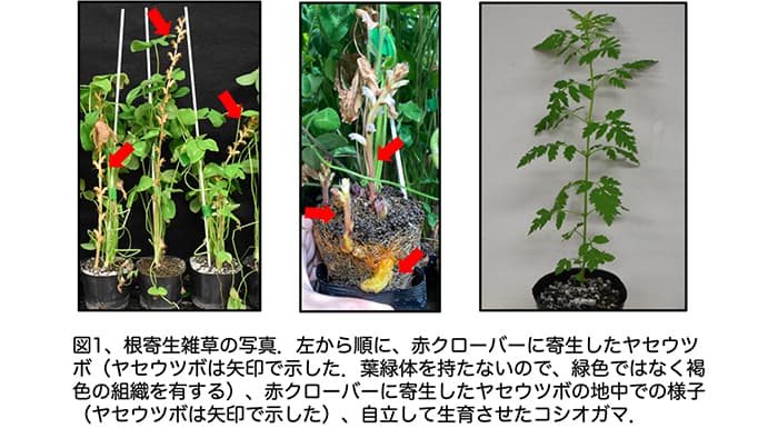 根寄生雑草が宿主植物由来の発芽シグナル分子　生産能力を有すると解明　明治大_01.jpg
