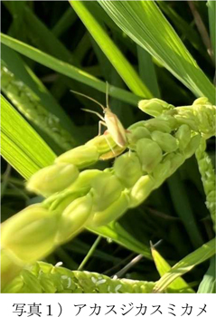 写真1：アカスジカスミカメ（提供：愛媛県病害虫防除所）