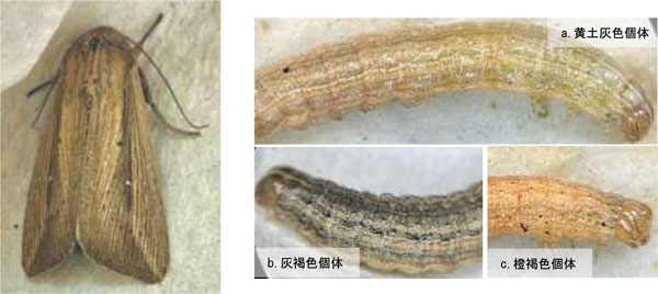 左から、図3：成虫、図4：幼虫と体色の多様性（提供：沖縄県病害虫防除技術センター）