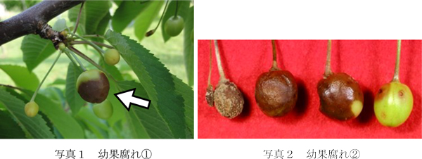 写真1：幼果腐れと写真2：幼果腐れ（提供：山形県病害虫防除所）