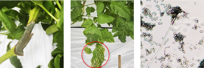 左から、写真1：茎に暗褐色の病斑、写真2：葉にクロロシス状の斑点、写真3：分生子（提供：栃木県農業総合研究センター）