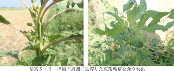 写真5・6 ほ場の周囲に生育した広葉雑草を食う幼虫（提供：埼玉県病害虫防除所）