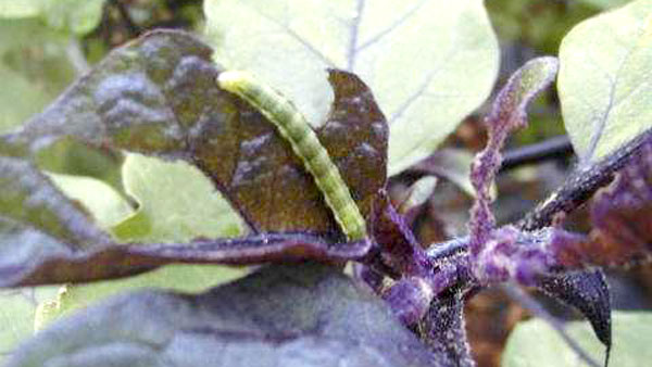 オオタバコガ幼虫による葉の食害（写真提供：埼玉県病害虫防除所）
