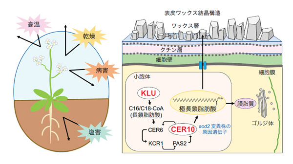 今回明らかになったワックス量による水不足・塩・高温耐性メカニズム