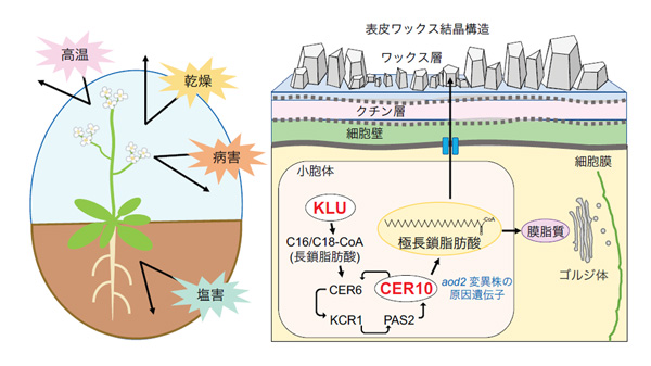 今回明らかになったワックス量による水不足・塩・高温耐性メカニズム