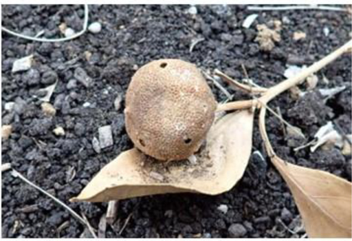 図4：摘果におけるワタミヒゲナガゾウムシ成虫の脱出孔（提供：静岡県病害虫防除所）
