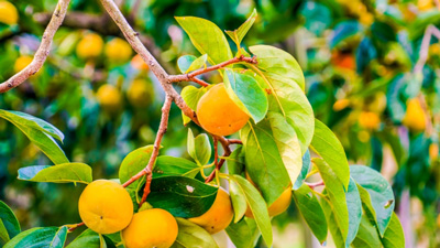【注意報】かんきつ、かきに果樹カメムシ　県内全域で多発のおそれ　三重県
